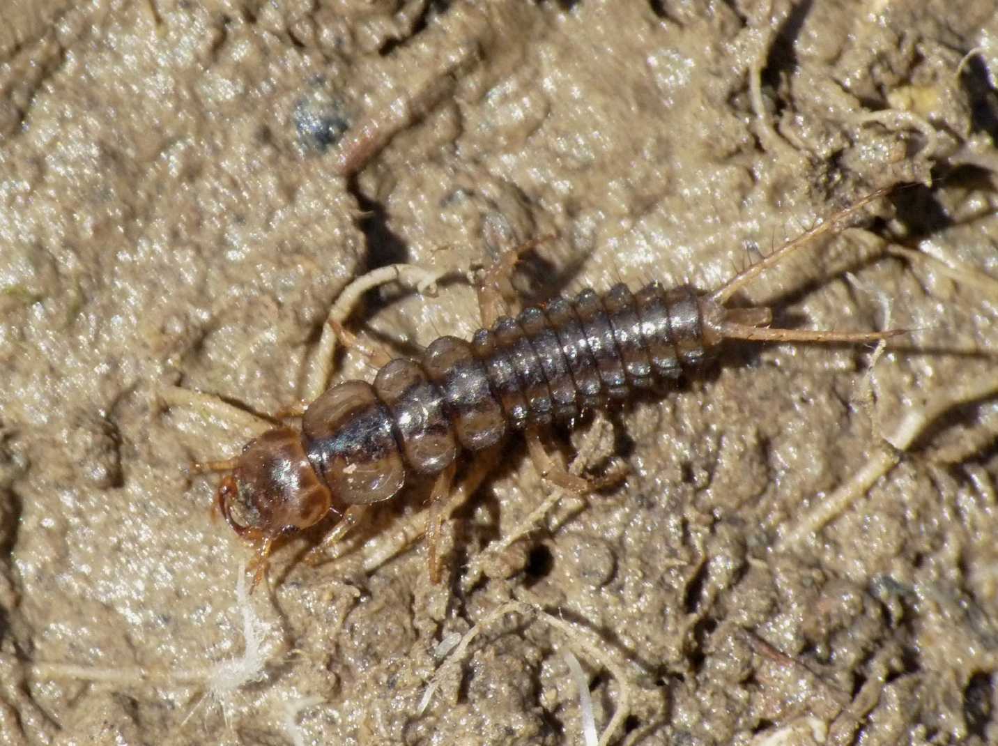 Larve (probabili Carabidae Chlaeniinae)